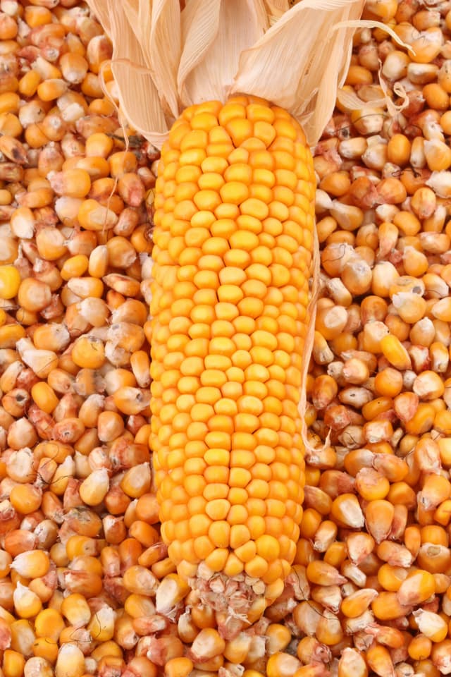 Maize